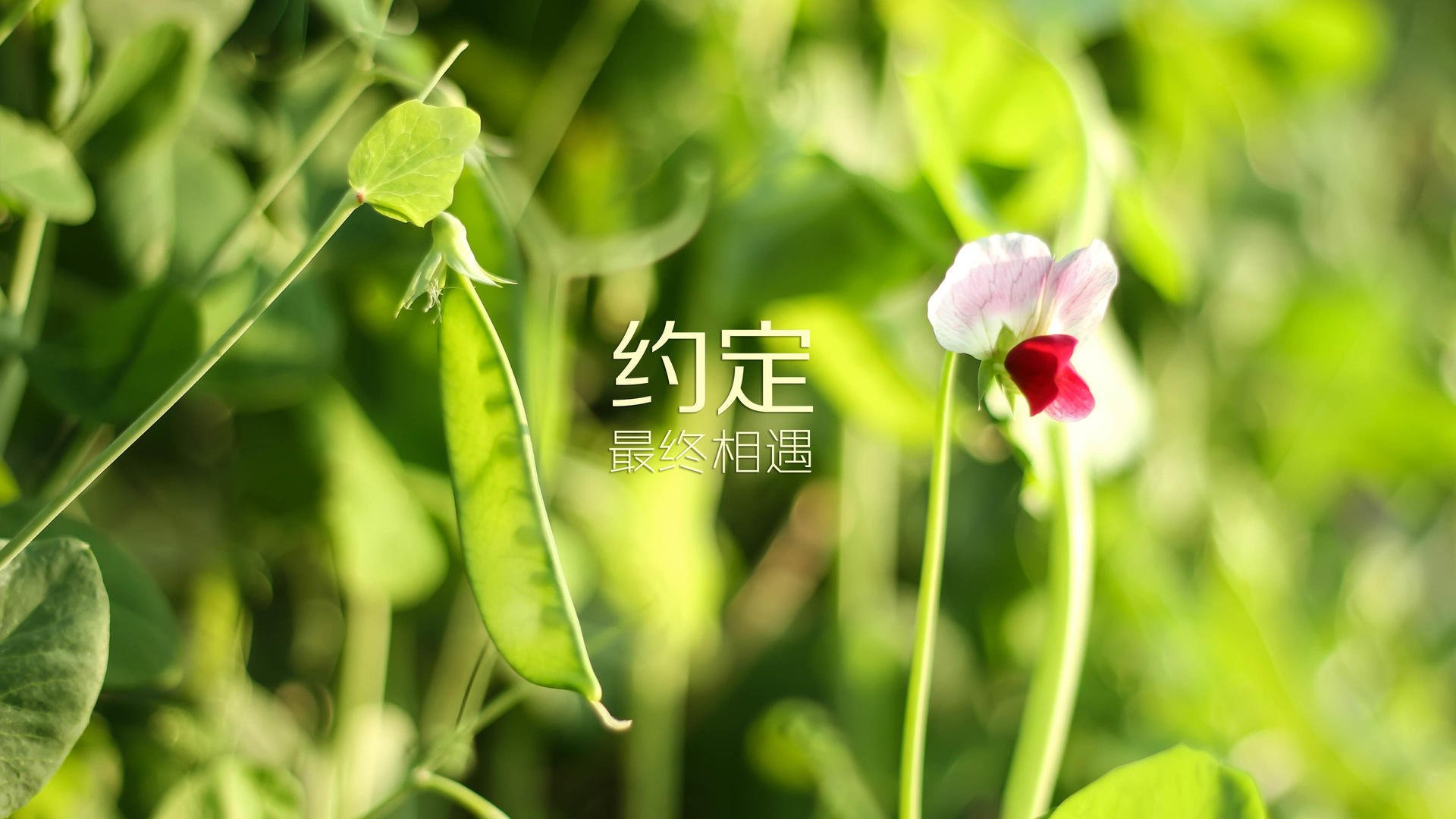 意甲控场战，比分2-1，明星球员表现出色，成功完成关键传球51次，成功抢断74%