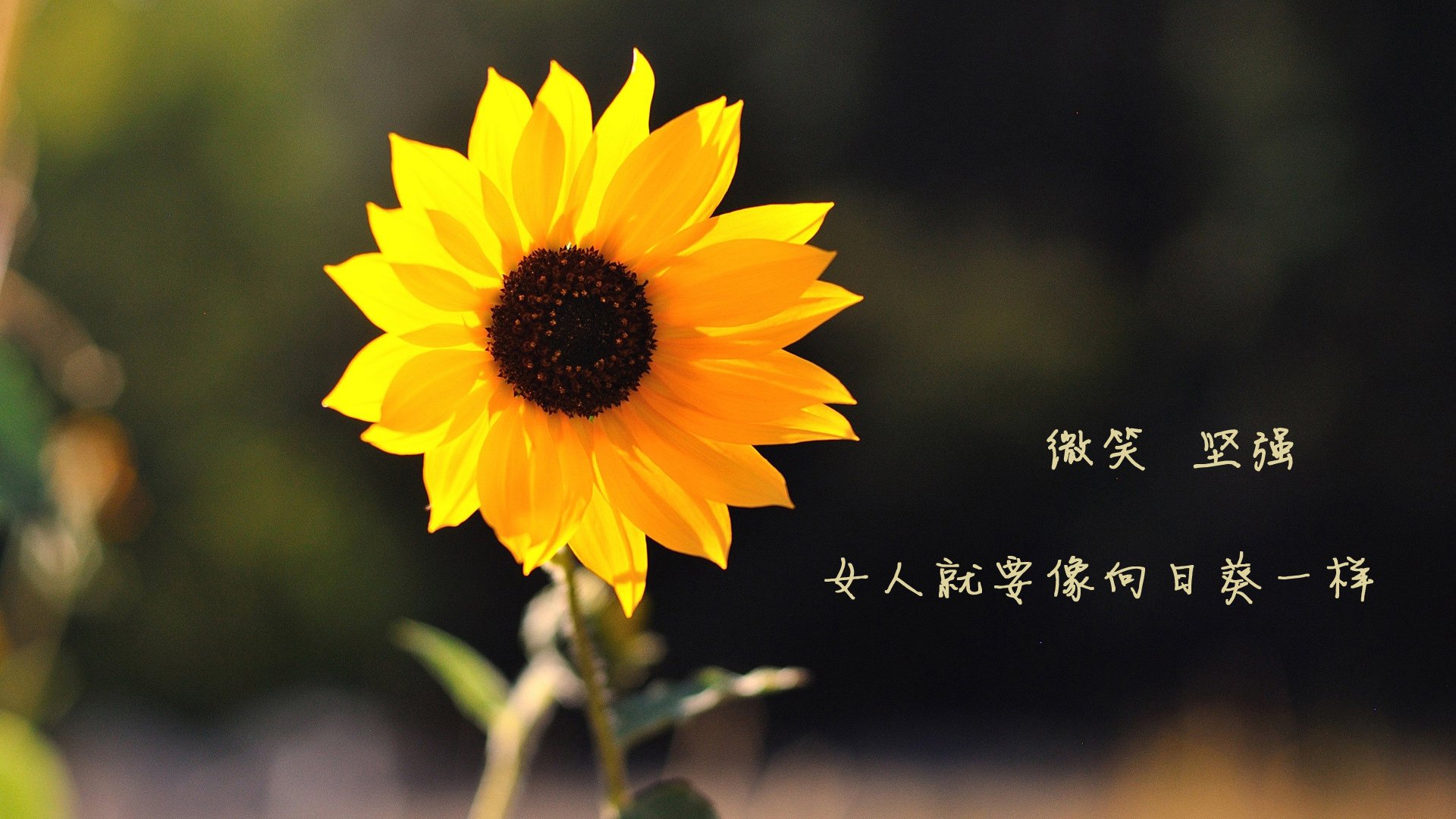 电竞直播技术的发展与未来趋势预测，电竞直播市场