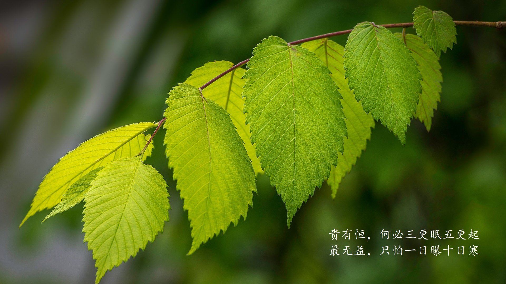 中国三人篮球探索混合打法 提升应变能力，三人篮球中国队